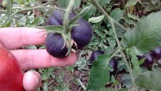 Black Beauty Heirloom Tomato growth stages [upl. by Mcgregor]