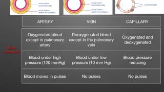 AS level G1 Arteries veins capillaries Ms Cooper [upl. by Ydnyc]