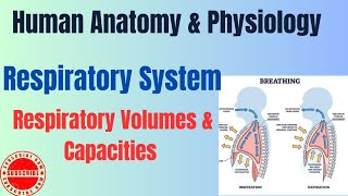 Respiratory Volumes and Capacities I Respiratory System I HAP pharmacynotes [upl. by Corby351]