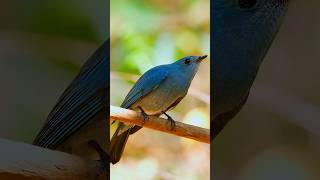 A bird like a sapphire its entire body a captivating shade of copperblueVerditer Flycatcher [upl. by Tertius733]