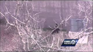 Chimps escape habitat cause alert at KC Zoo [upl. by Ternan]