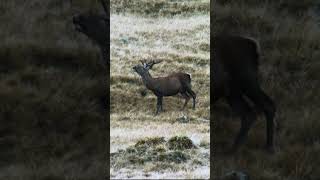 Cervo maschio durante la stagione degli amori in Val di Sole [upl. by Chafee]