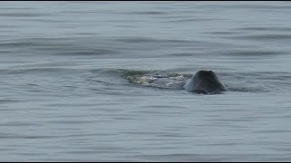 NEW FOR BELGIUM Bowhead Whale  Balaena mysticetus  Groenlandse walvis  Middelkerke  142017 [upl. by Lennad]