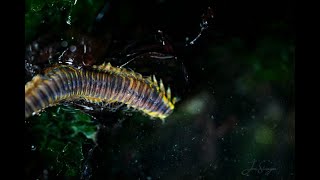 Intertidal WildernessEpisode 5 Salish Sea Polychaete Worms [upl. by Ettenom]