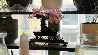 Building a Lego Bonsai tree  THE FLOWERS ARE FROGS 🤣💕 [upl. by Broucek]