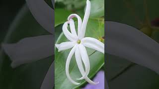 Jasminum nervosum ॥ மல்லி🍀🌿 [upl. by Nidnarb]