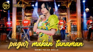 PAGAR MAKAN TANAMAN  Nurma Paejah Adella  OM ADELLA [upl. by Launcelot]