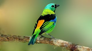 10 Most Beautiful Tanagers in the World [upl. by Norrag948]