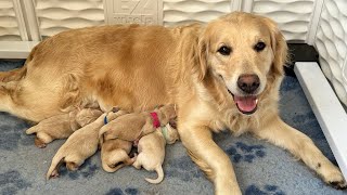 What it’s like to give birth to 9 Golden Retriever puppies 🤩 Mango X Finn 2024 [upl. by Halland]