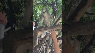 Little monkey drink water monkey naturemonkey naturalwildlife shortvideo [upl. by Gilmer]