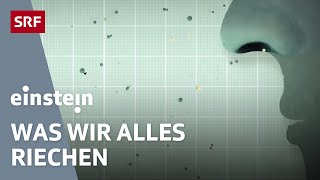 Unser Geruchssinn – Wie Düfte unser Leben beeinflussen  Einstein  SRF Wissen [upl. by Garbers]