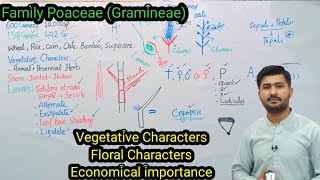 916 Family Poaceae Gramineae  Characteristics of Family Poaceae Biology class 11 [upl. by Laehpar893]