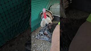 domestic turkey sounds turkeytalk [upl. by Alphonsa]