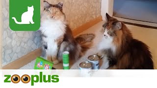 Maja und Fee  unsere Gewinner vom Cosma Geburtstagsgewinnspiel  zooplus [upl. by Rashida]