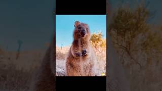 The Quokka The Cutest Marsupial in Australia [upl. by Notyrb]