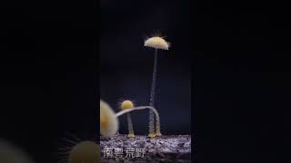 Mycena spinosissima  Mushroom Time Lapse amazingtube timelapse [upl. by Eidnim128]