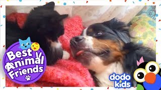 Midge The Cat Plays Ninja With Beatrix the Dog  Dodo Kids Best Animal Friends [upl. by Hafeetal]