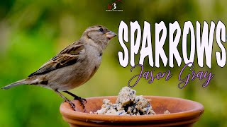 SPARROWS Lyrics Video  Jason Gray  Worship With Words [upl. by Platto]