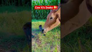 Cow Vs Snake 😳 [upl. by Hajed]