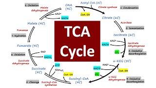 TCA Cycle  Crebs Cycle  Citric Acid Cycle  Biochemistry Basics [upl. by Ellita]