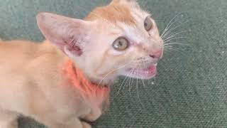 kucing oyen lapar bising nak makan kucing oyen cat kitten hewankucing videokucing [upl. by Hiltan701]