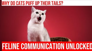 Why Do Cats Puff Up Their Tails [upl. by Varden]