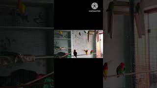 Birds birds new viralvideo parrot viralshorts trending  animal lovebird dog truelove [upl. by Erehc]