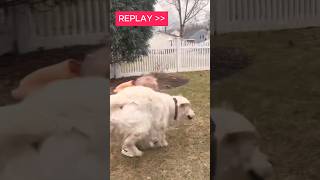 Dog videos make me happy [upl. by Tterrab]