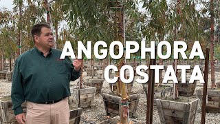 Angophora costata  New Trees for Changing Climates [upl. by Ahsiei]