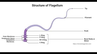 Flagella Lecture Video– Definition Structure Types Functions Rotation Examples [upl. by Rfinnej639]