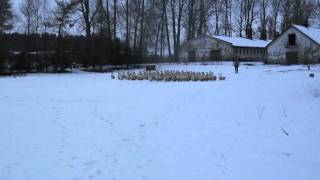 sheltie herding geese [upl. by Redienhcs]