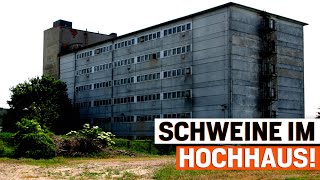 Das letzte Schweinehochhaus in Europa [upl. by Reider]