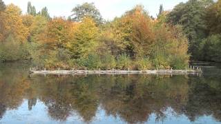 hamburg friedhof ohlsdorf herbstbilder [upl. by Rebmetpes]