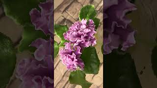 Фиалка АВ Дамасская Роза октябрь 24 фиалкацветёт flowers violet фиалка [upl. by Yajet]