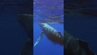 Listen to Whale Sound Humpback Lonely Calls shorts whale humpback [upl. by Lehcir678]