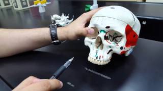 Anatomy Lab  19  Head and Neck Part 01 [upl. by Marian]