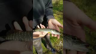 Peche salagou carpfishing carp [upl. by Euqina37]