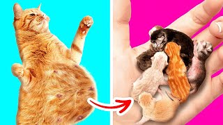 Cat Is Pregnant  Amazing Pet Hacks And Cool Ideas For DIY Pet Gadgets By Bla Bla Jam [upl. by Iarised]