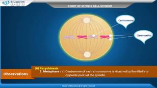 Study of mitosis cell division [upl. by Niroht]