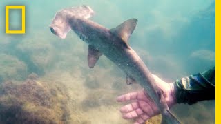 See a Hidden Hammerhead Shark Nursery in the Galapagos  National Geographic [upl. by George]