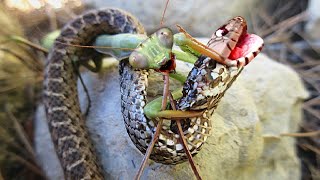 This Is Why Snakes Are Afraid of Mantises [upl. by Brechtel]