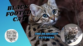 BlackFooted Cat  The Deadliest Cuteness  AnimalEnigmas [upl. by Milas697]