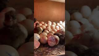 Amazing Eggs Incubator hatching hatching babychicken incubator [upl. by Llenhoj]