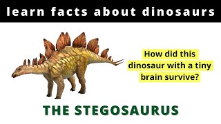 Learn Your Dinosaurs The Stegosaurus [upl. by Mavis]