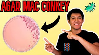 AGAR MacCONKEY MICROBIOLOGÍA l AGAR MacCONKEY ESPAÑOL l MacConkey Agar 2021 [upl. by Dorise343]