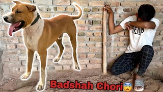 Bully Dog Badshah Chori Ho Gya [upl. by Toblat]