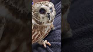 Tootsie in the clinic Northern Sawwhet Owl [upl. by Gettings]