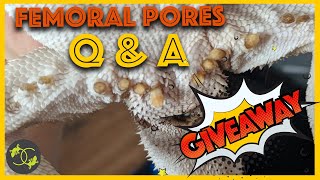 Bearded Dragon Blocked femoral pores Q amp A  Giveaway  Cookies Critters [upl. by Josefina104]