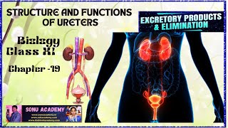 Structure and Functions of Ureters  Chap  19  class11 biology neet education excretion [upl. by Moira]