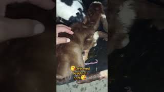 New comer goat baby goatvlog goatsfarm [upl. by Atsirak]